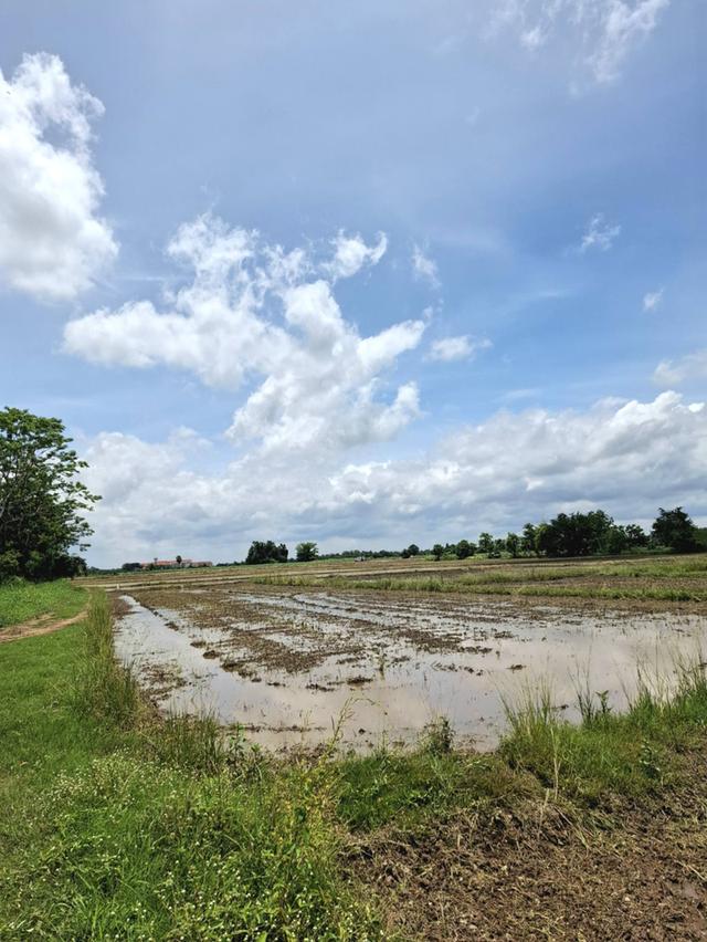 ขายที่นาแปลงใหญ่ 13ไร่ 2งาน 10ตารางวา 1