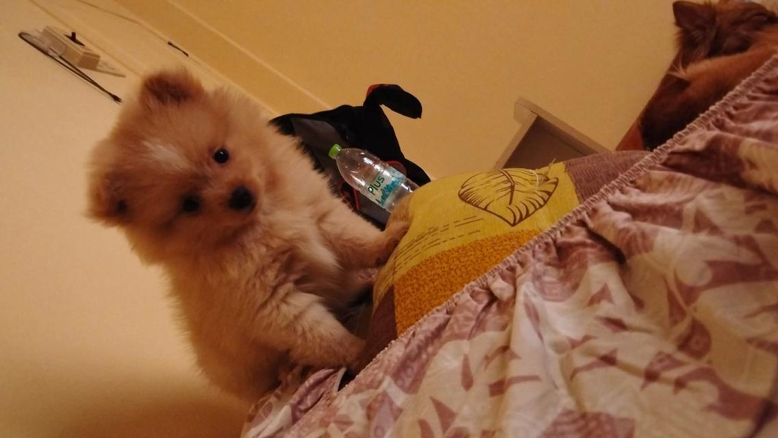 ปอมปอมแท้อยู่แถวมีนบุรีหทัยราษฎร์ รูปย่อยที่ 4