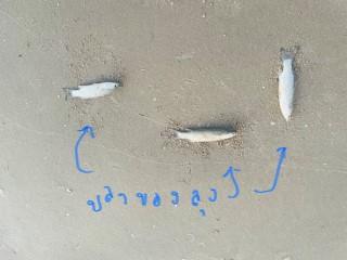ขายด่วน ที่ติดทะเล ติดหาดยาว 47 +20 เมตร1 ไร่ 3.5 ล้าน 10
