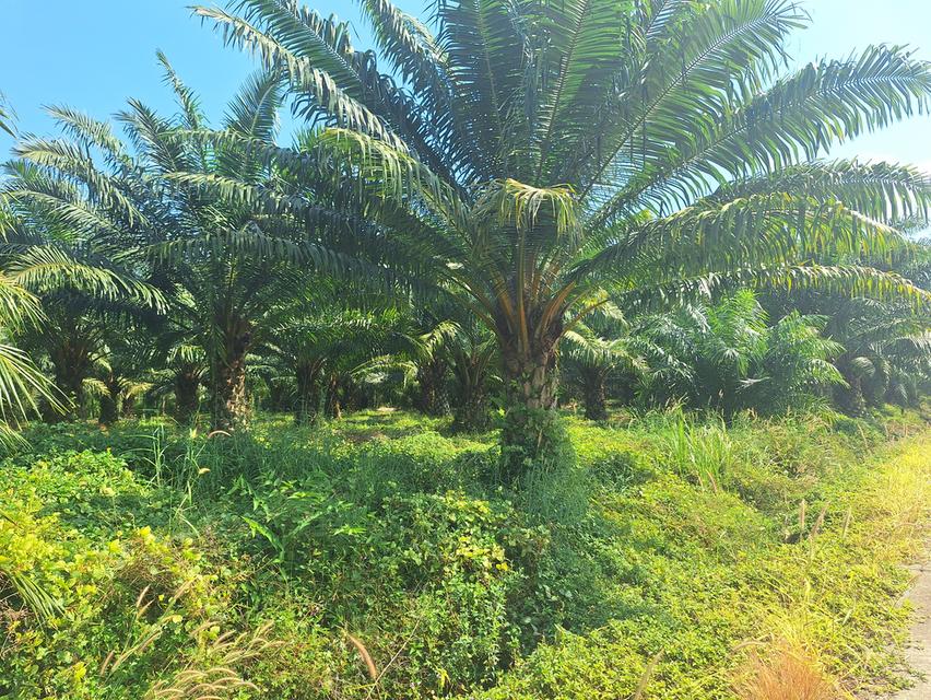 สวนทุเรียนแปลงเล็กระยอง 3