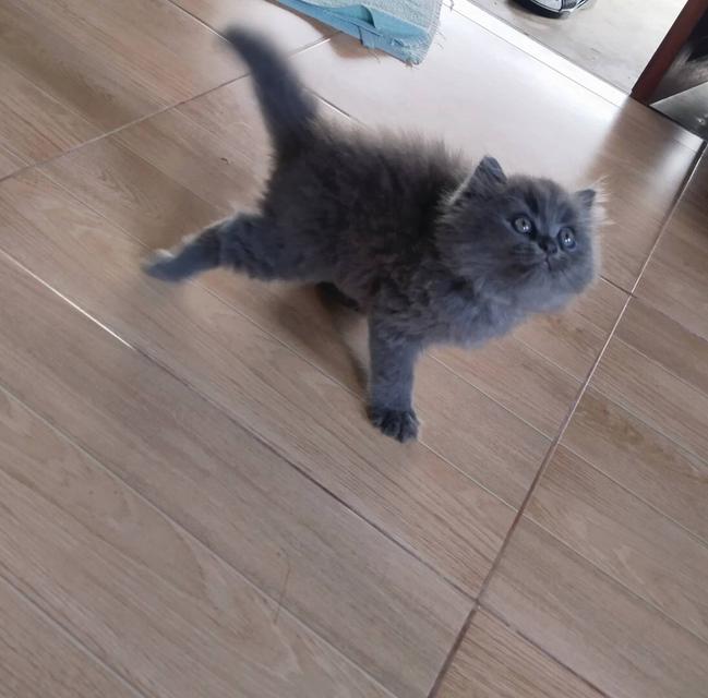 หนุ่มน้อยบริชติช-เปอร์เซีย