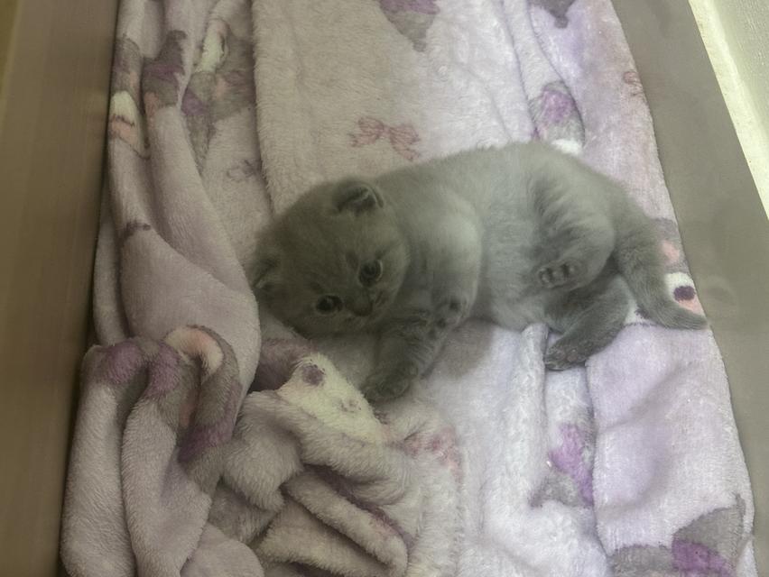 เปิดจอง ลูกแมว บริติช ชอร์ตแฮร์ (British Shorthair) รูปที่ 2