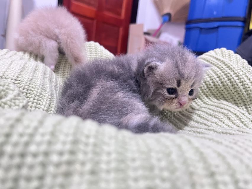 ลูกแมว  สก๊อตติช ขนยาว รูปที่ 6
