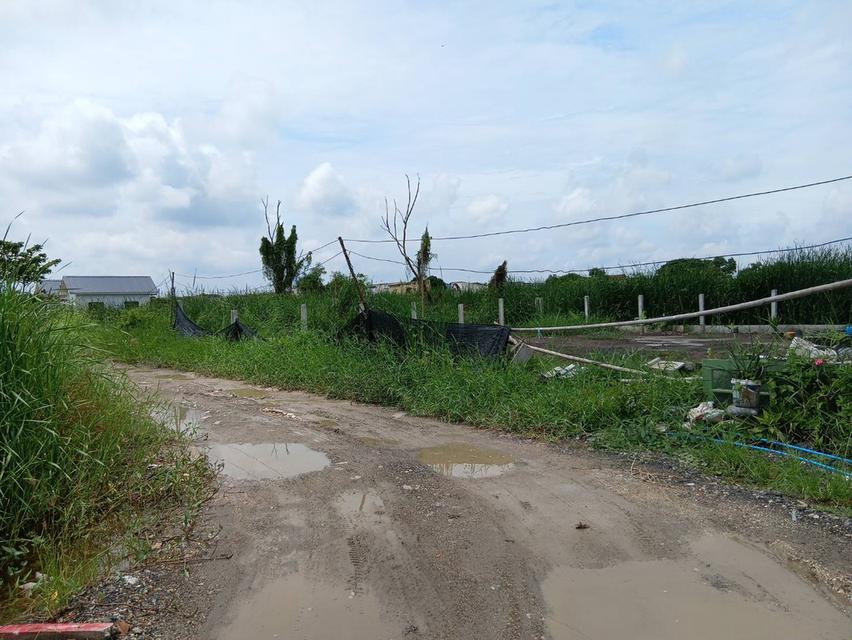 ขายที่ดิน 160 ตารางวา เลียบวาลี 59 ราคาย่อมเยา 3