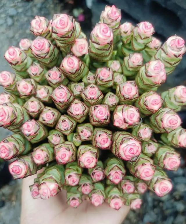 ขายกุหลาบหิน Lithops สวยๆ 2