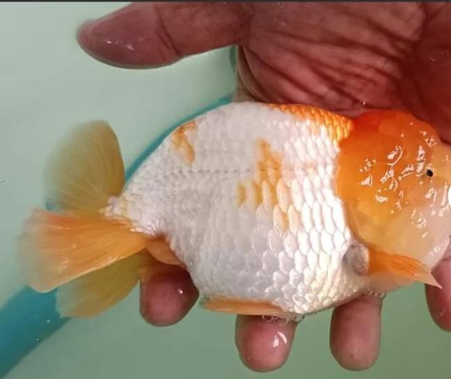 ปลาทองสีขาวส้ม 3