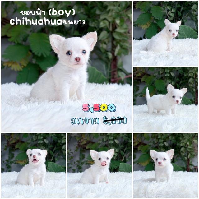 ชิวาวาแท้ ขนยาว เพศผู้ พร้อมย้ายบ้าน