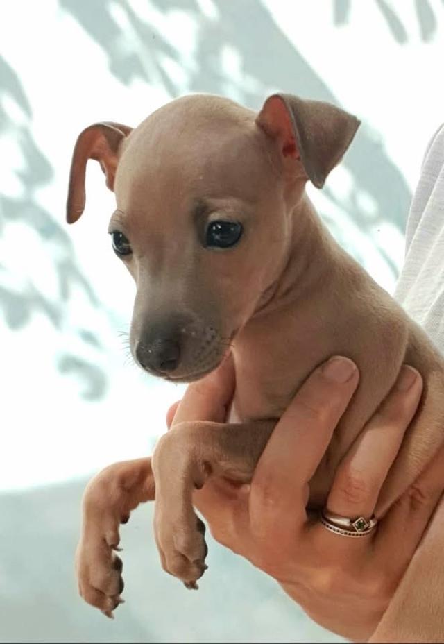 ขายสุนัข Italian Greyhound เพศผู้ 3