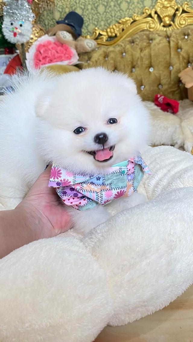 ลูกปอมเมอเนเนียนแท้ ขี้เล่น น่ารัก กำซนๆ ยิ้มเก่ง ติดคน ราคสเบาๆ