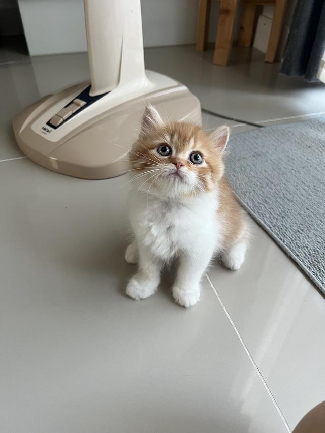 ลูกแมวเปอร์เซียแท้ เลี้ยงระบบปิด 3