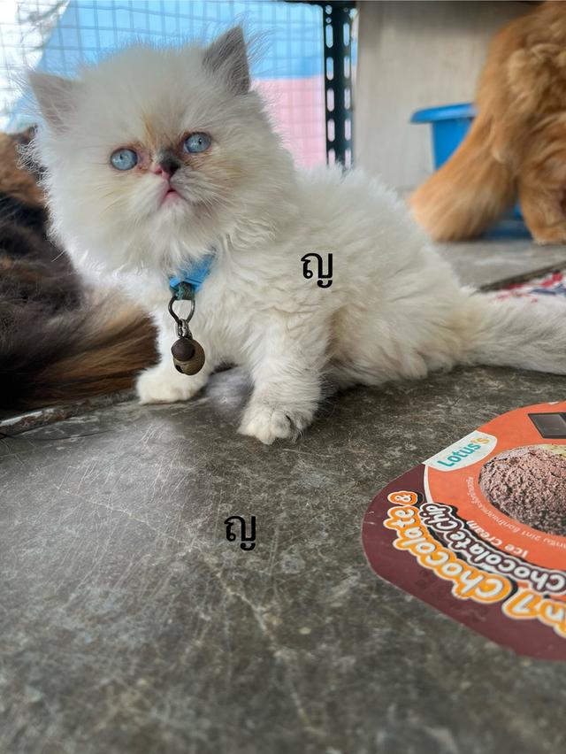 ลูกแมว 8