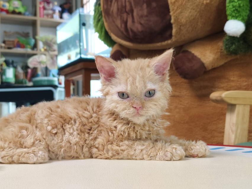 เซลเกริ์กเร็กซ์ Selkirk rex Oscat cattery chiangmai รูปที่ 4