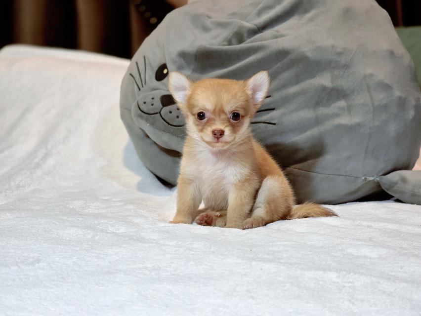 Chihuahuaไซส์จิ๋วหนุ่มหล่อ 3