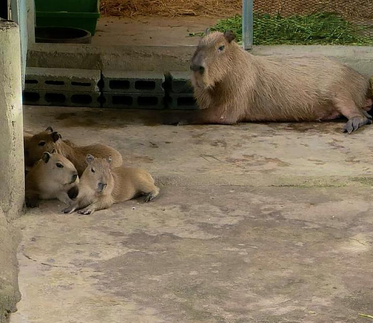หนูยักษ์ คาปิบาร่า , capybara 