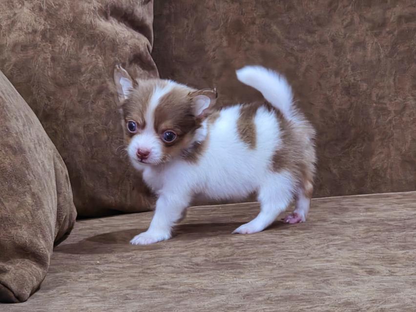 Chihuahua พันธุ์แท้ น้องโซดาเพศผู้