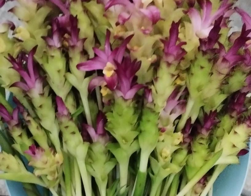 ขายด่วน ที่ดินอีสาน จ.ร้อยเอ็ด 9