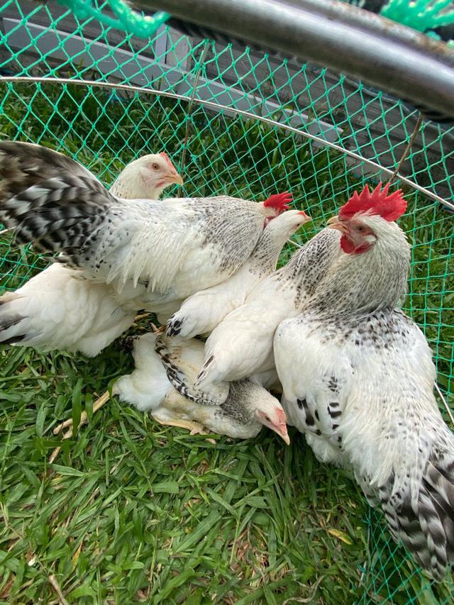ไก่ไข่ไทยบาร์สวยงาม 2
