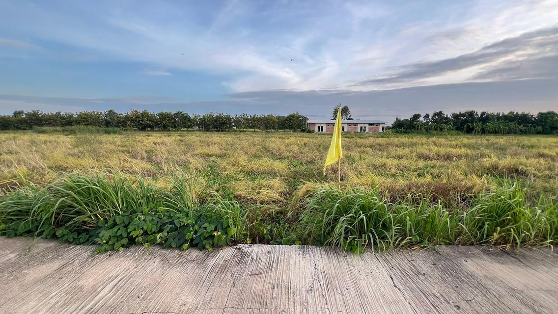 ขายที่ดินเงินผ่อน 2 ปี ไม่มีดอกเบี้ยตำบล หนองสามวัง อำเภอ หนองเสือ ปทุมธานี 15