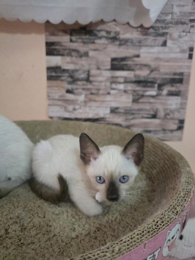 แมววิเชียรมาศพร้อมย้าย รูปย่อยที่ 3