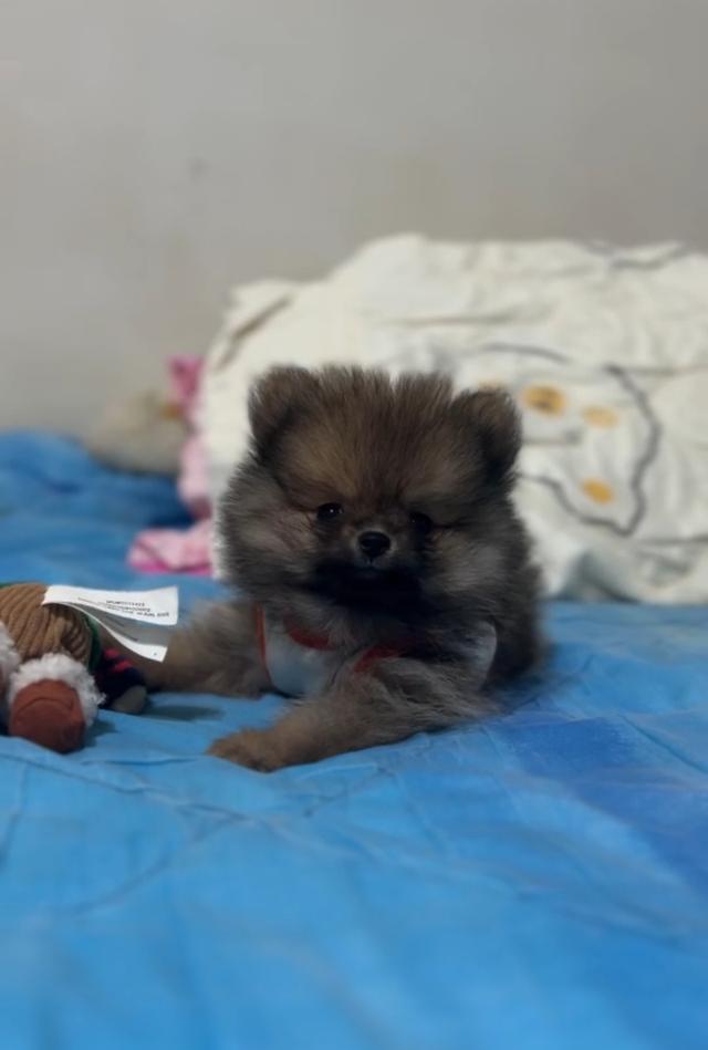 สุนัขพันธุ์ปอมเมอเรเนียน รูปที่ 3