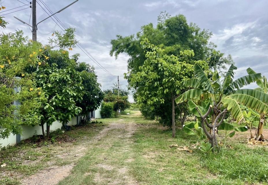 ที่ดินจังหวัดพิษณุโลก 2