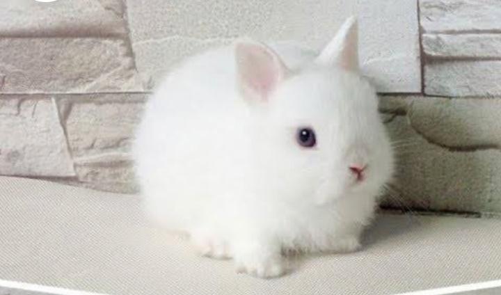 กระต่ายดาอร์ฟโฮไท 1