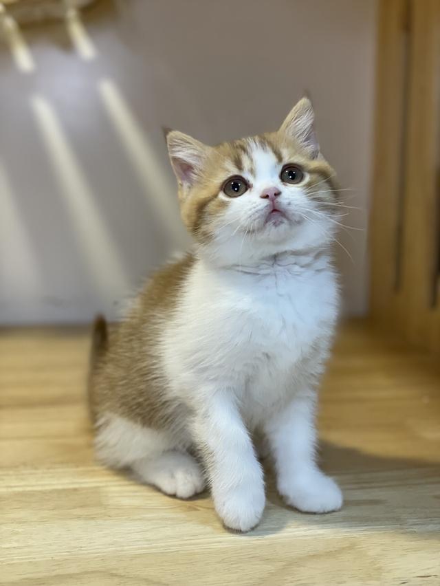 ลูกแมวมันช์กิ้น ขาสั้น และขาปกติ รูปที่ 6