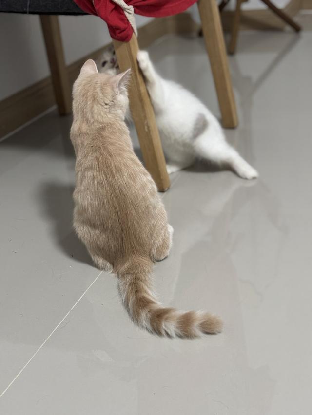 แมว British shorthair  12