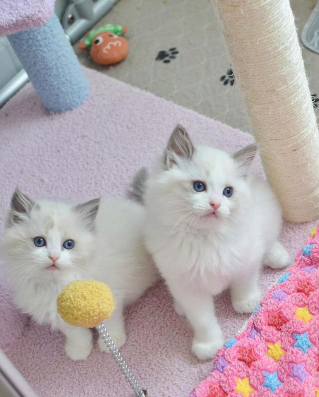 Ragdoll kittens for sale