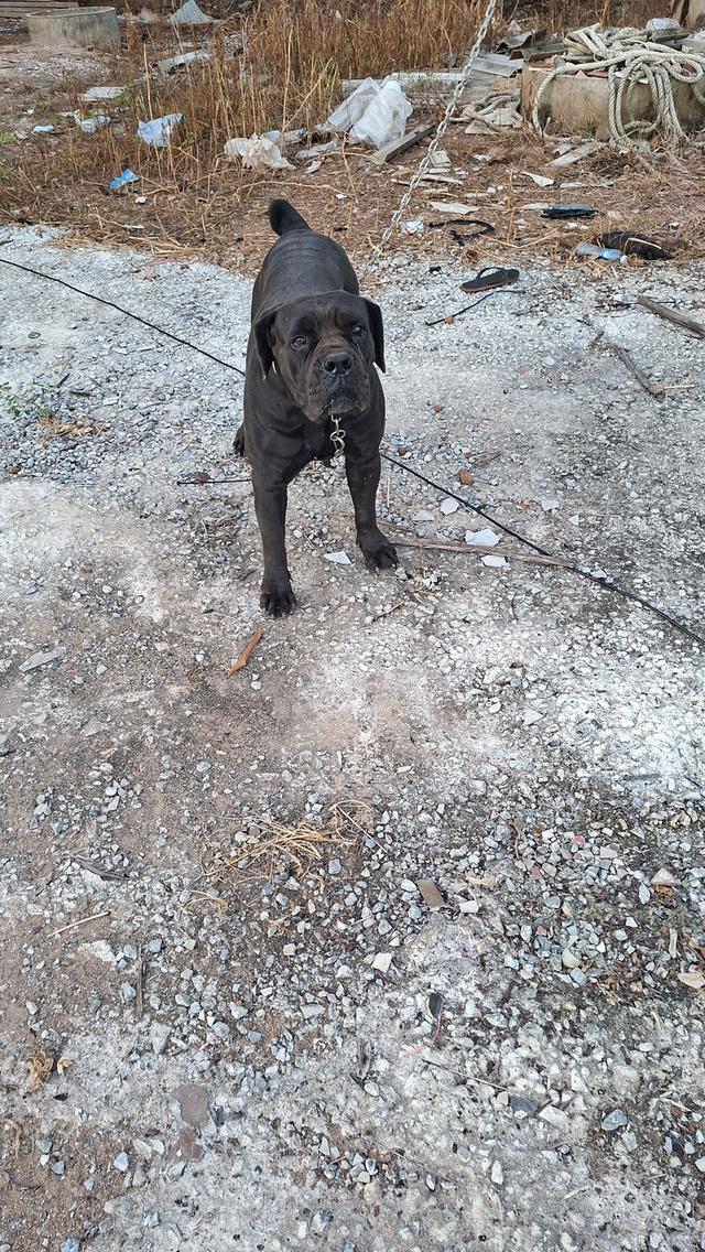 ขายแม่พันบัวโบแท้ยังไม่ทำหมัน