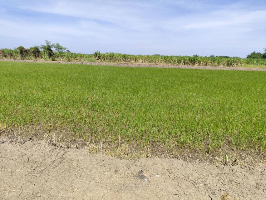 Vacant land for sale  1-9 Rais good view natural plot amidst cornfields near Kasetsart University, Kamphaeng Saen Caขายที่ดินเปล่า มีแหล่งน้ำใสสองบ่อ  1