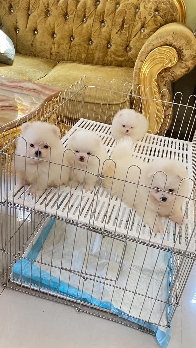 ลูกปอมแท้ มีบริการจัดส่งทั่วประเทศ รูปที่ 8