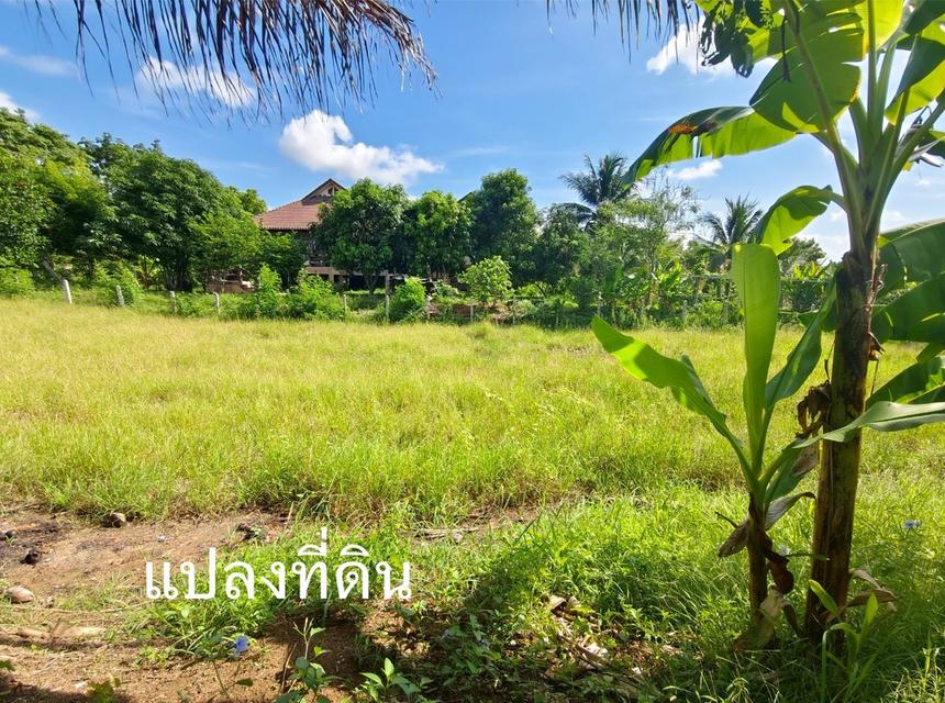 มารับทรัพย์แปลงนี้ด่วน‼️ที่ดินติดรีสอร์ต "ชมทุ่ง" วิวหลักล้าน บรรยากาศชิลทุกตารางนิ้ว  แถมบ้านเดี่ยว มีผู้เช่าตลอดปี บ้านอ่างไผ่ อ.วัฒนานคร จ.สระแก้ว 8