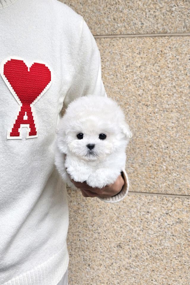 ขาย Mini Bichon Frise แท้ นำเข้าจากเกาหลี ขนาดเล็กมาก น่ารักสุดๆ