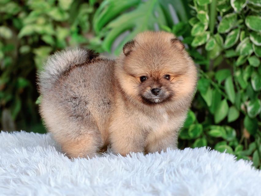 ปอมหน้าหมีพันธุ์แท้เพศเมียพร้อมย้ายบ้าน รูปที่ 2