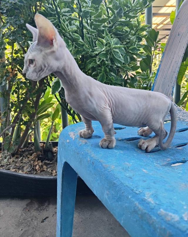 แมวสฟิงซ์ขาสั้นสายพันธ์แมมบิโน่ 6