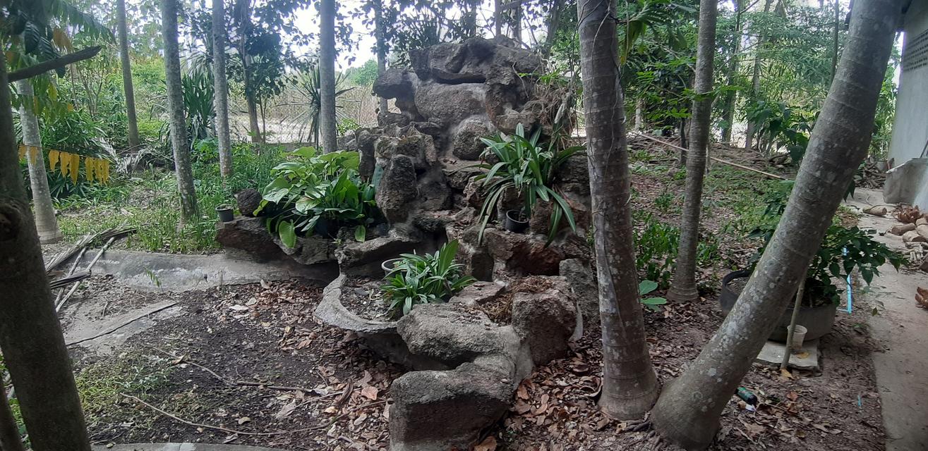 บ้านพร้อมที่ดินสวนขนุน โดมปลูกต้นพลู และบ่อเลี้ยงปลาขนาดใหญ่ 13