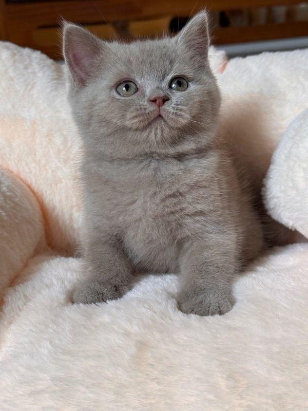 ส่งต่อน้อง British Shorthair 4