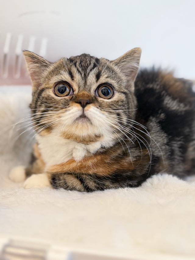 Scottish straight 3สี รูปย่อยที่ 3