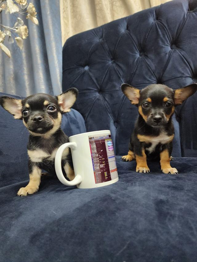 Chihuahua puppies for Sale