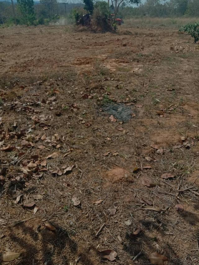 ที่ดินเปล่า มีหลายไร่ แบ่งขาย 1 ไร่ 6 แสน บ้านศิลางาม  วังน้ำเขียว รูปที่ 12