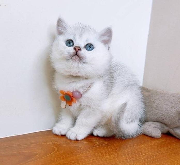 British Shorthair (ผู้หญิง) 5