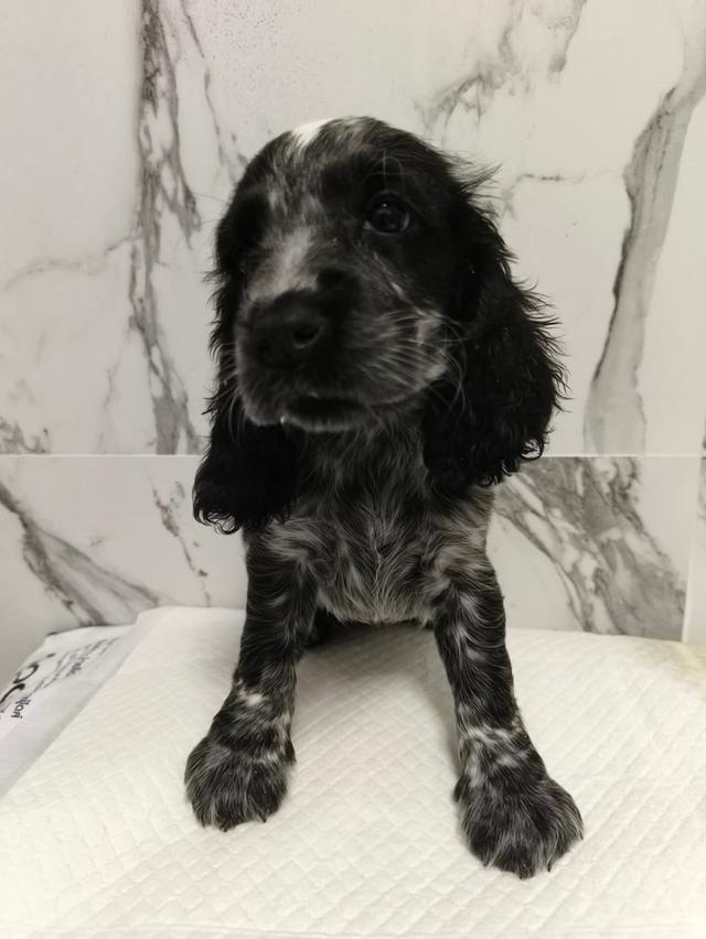 ลูกสุนัขพันธุ์อิงลิชค็อกเกอร์สเปเนียล 5