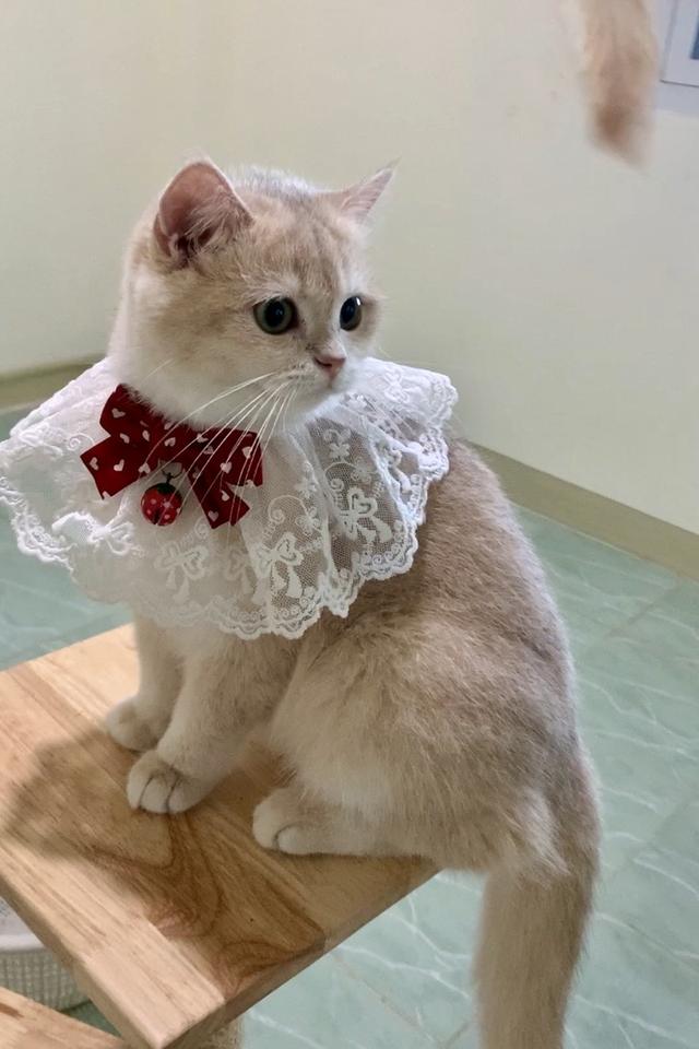 British Shorthair พร้อมย้าย • ใบเพ็ด scfc • วัคซีนครบตามวัย รูปย่อยที่ 4
