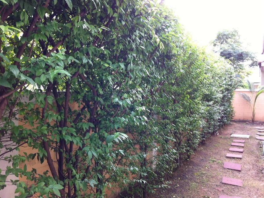 ขายบ้านเดี่ยว 52.5 ตร.วา หมู่บ้านอยู่ในโครงการสารินซิตี้ ถนนพระรามสอง 7