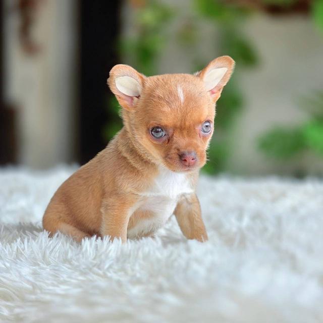 ชิวาวาแท้ เพศเมีย ขนสั้น รูปที่ 6