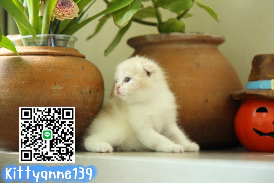 แมวสก็อตติชโฟลด์แท้พ่อพกใบwcf 2