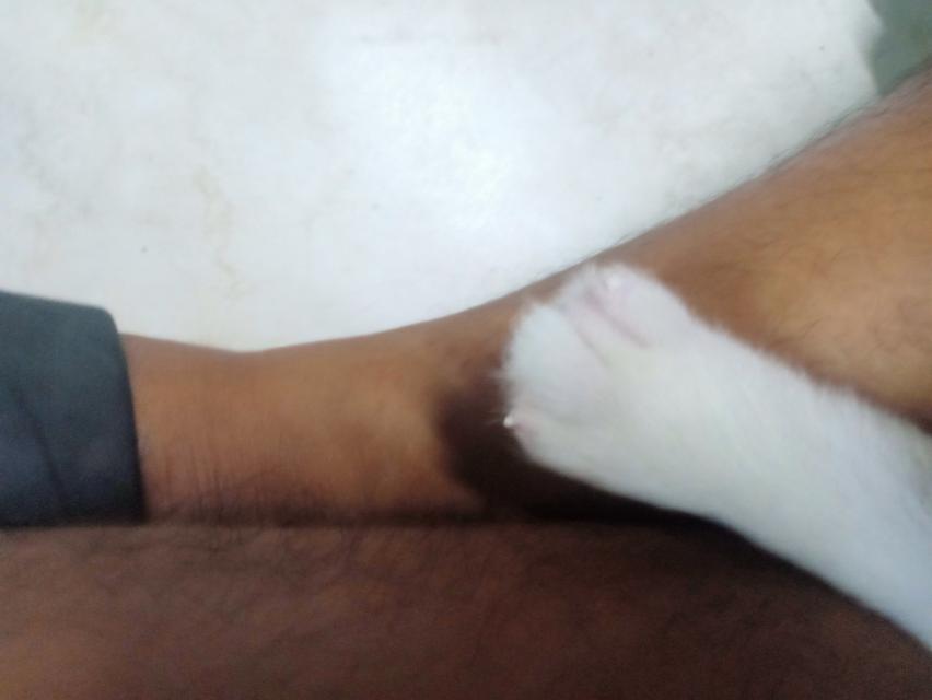 ลูกหมาบางแก้ว เพศเมีย 12