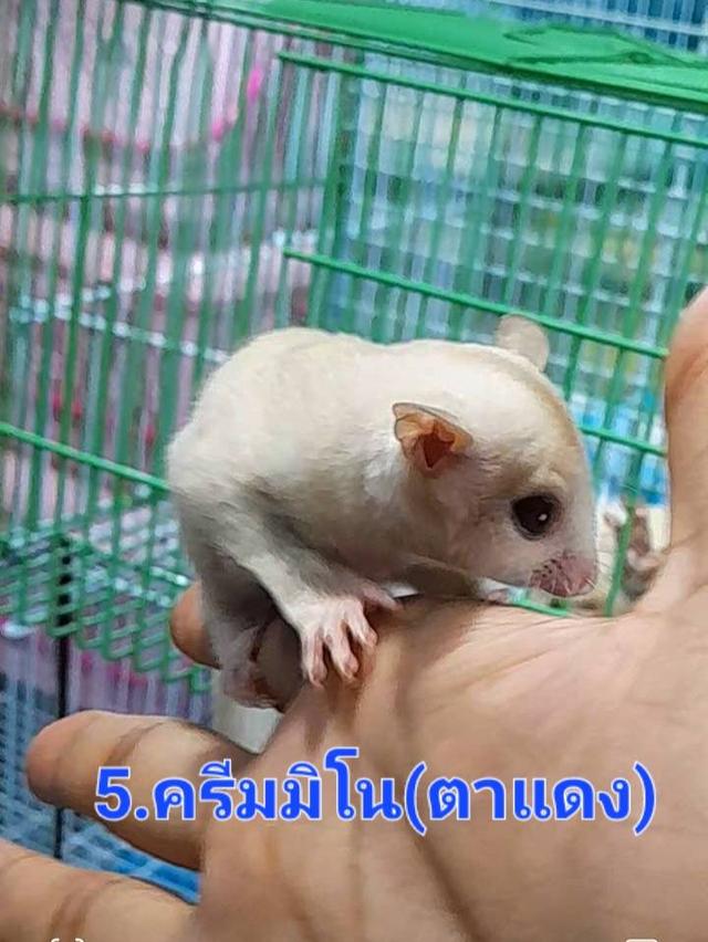 ชูก้า ไกลเดอร์ สีต่างๆ 10