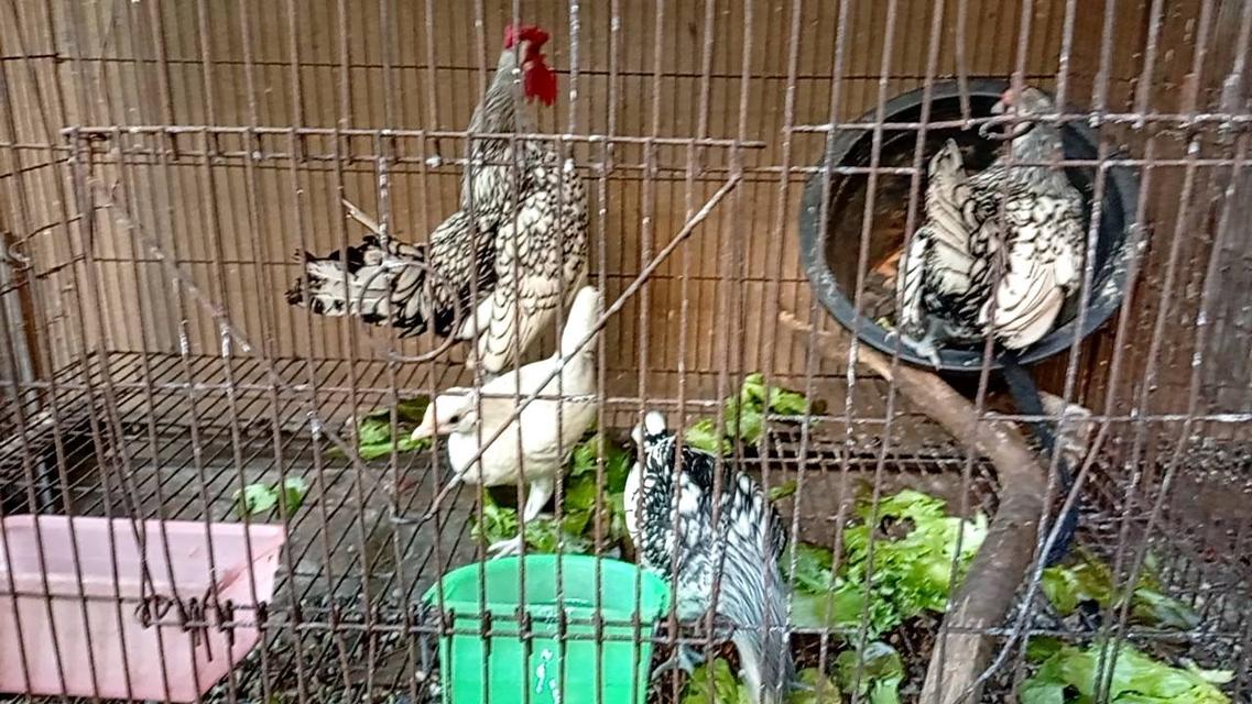ไก่ซีไบร์ท